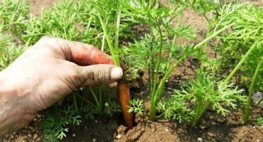 Je možné zasadit mrkev v červenci a jak se starat o zahradu v takových podmínkách